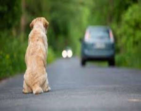 Animais